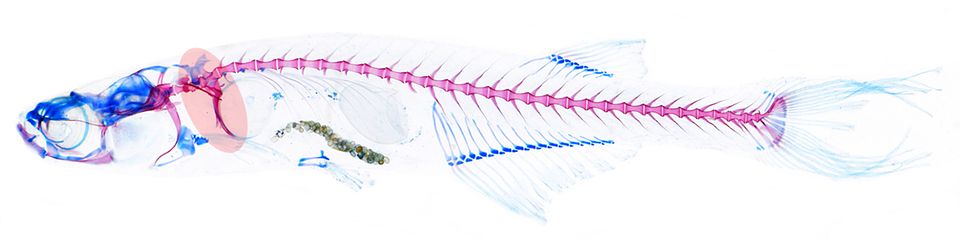 Danionella cerebrum mit Weberschem-Apparat