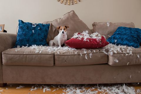 Jack Russell Terrier sitzt auf Sofa mit zerbissenen Kissen und Federn um sich herum