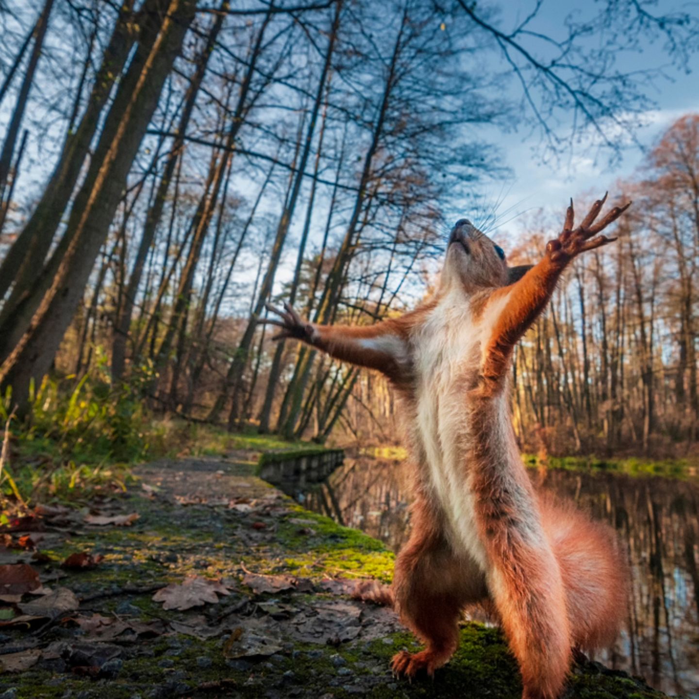 Egal, ob rot oder schwarz: Die in Deutschland heimischen Eichhörnchen haben allesamt einen weißen oder cremefarbenen Bauch