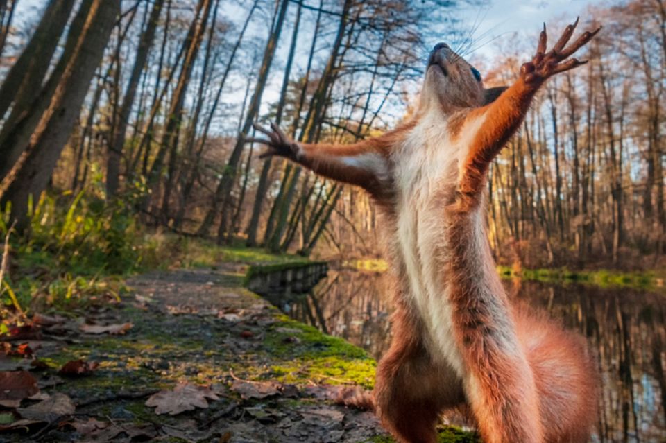 Egal, ob rot oder schwarz: Die in Deutschland heimischen Eichhörnchen haben allesamt einen weißen oder cremefarbenen Bauch  1