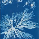 Blau weiße Abbildung eines Gewächses