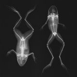 Röntgenaufnahme von zwei Fröschen