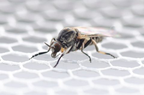 In Deutschland wurden bisher 57 verschiedene Kriebelmücken-Arten entdeckt