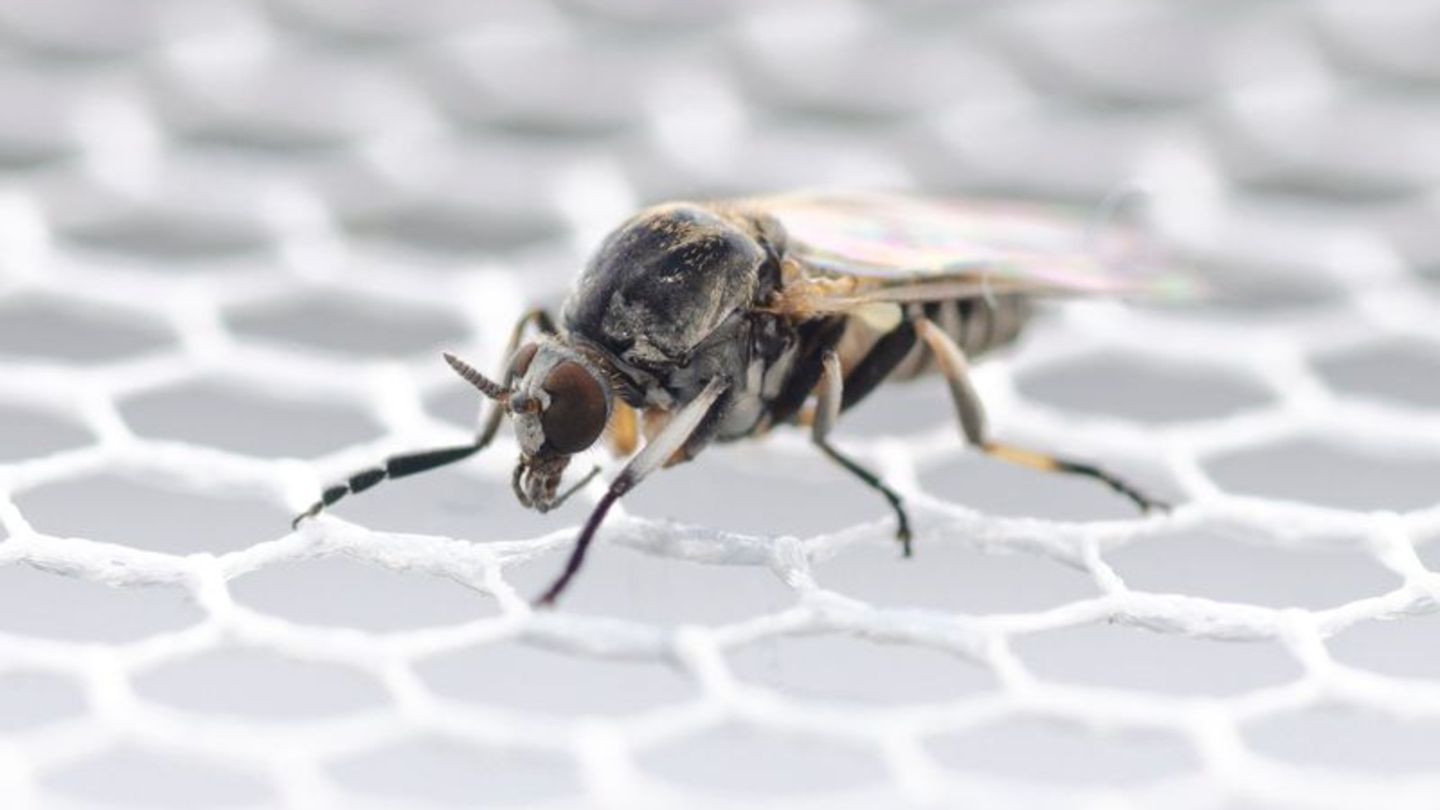 In Deutschland wurden bisher 57 verschiedene Kriebelmücken-Arten entdeckt