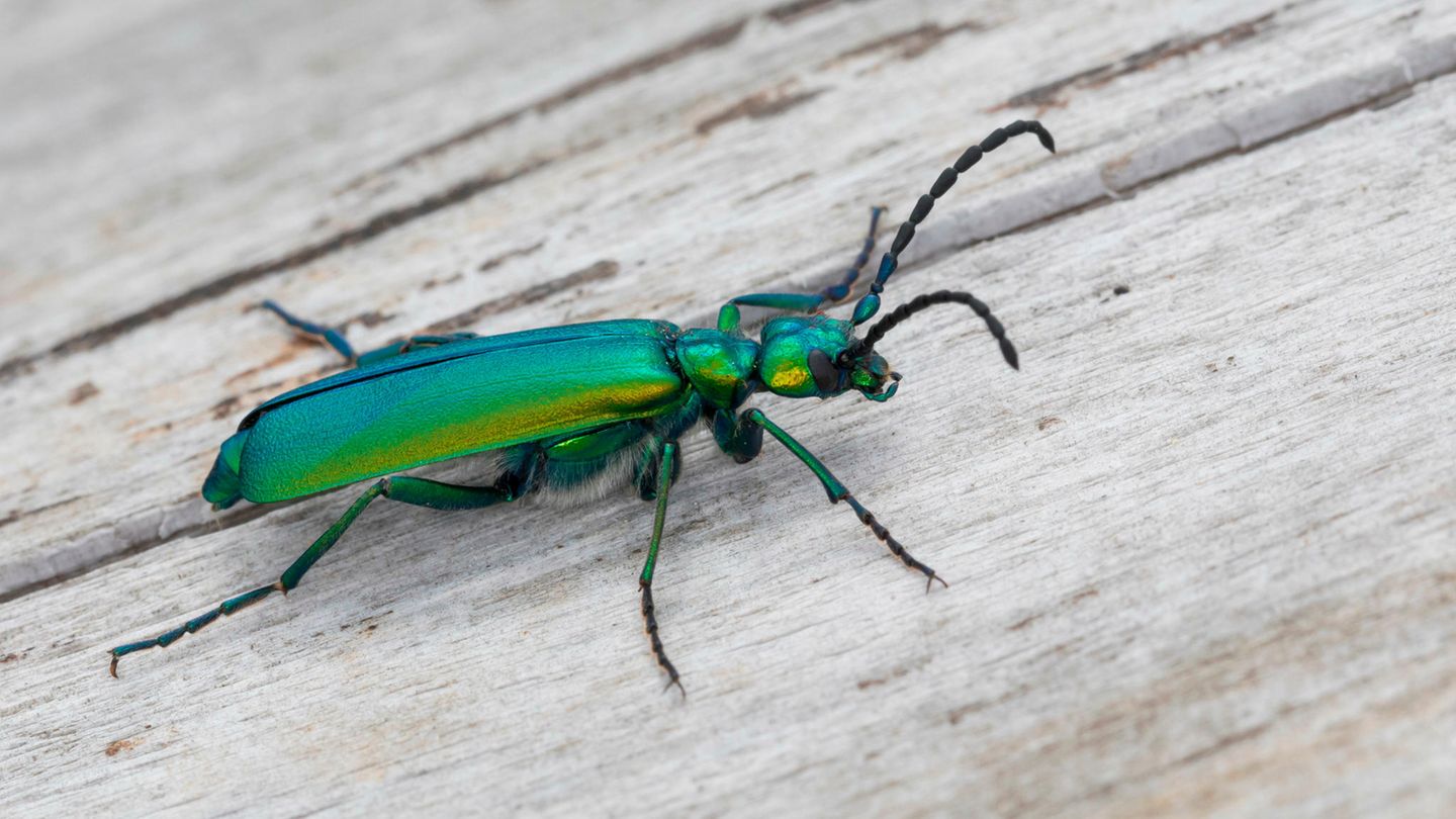 Spanische Fliege auf einem Stück Holz