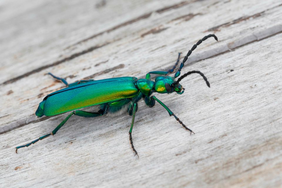 Spanische Fliege auf einem Stück Holz  1.5004