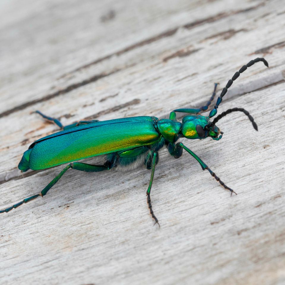Spanische Fliege auf einem Stück Holz