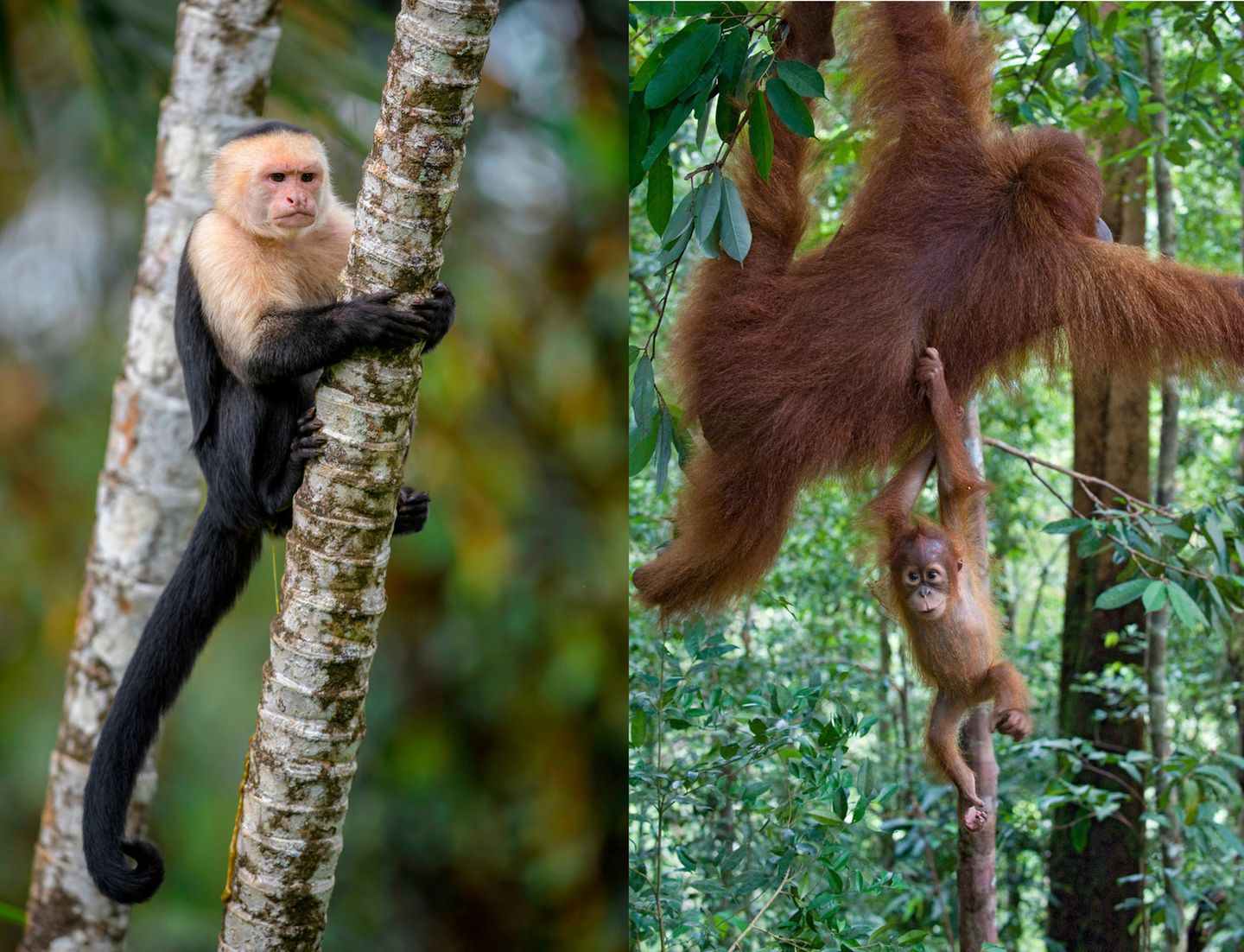 Kapuzineraffe mit Schwanz und Orang-Utan ohne Schwanz