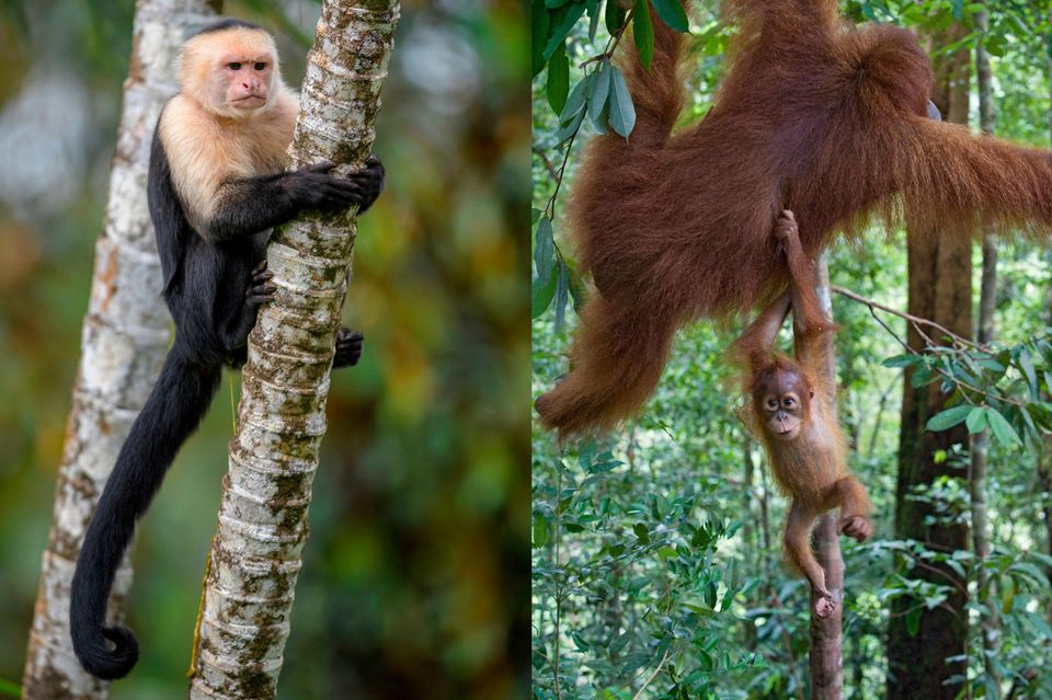 Kapuzineraffe mit Schwanz und Orang-Utan ohne Schwanz  1.3053