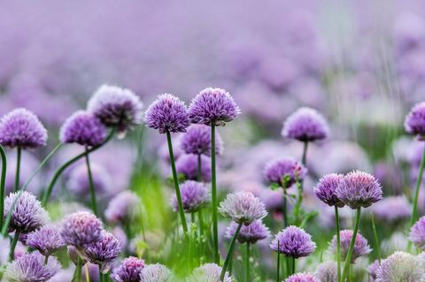Schnittlauch in Blüte