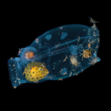 eine Manteltier-Qualle mit einem gelben Kasten Fisch, Würmern und Kraben innendrin