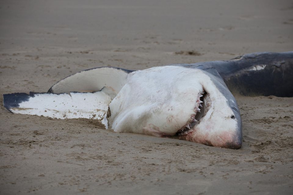 Toter Weißer Hai am Strand