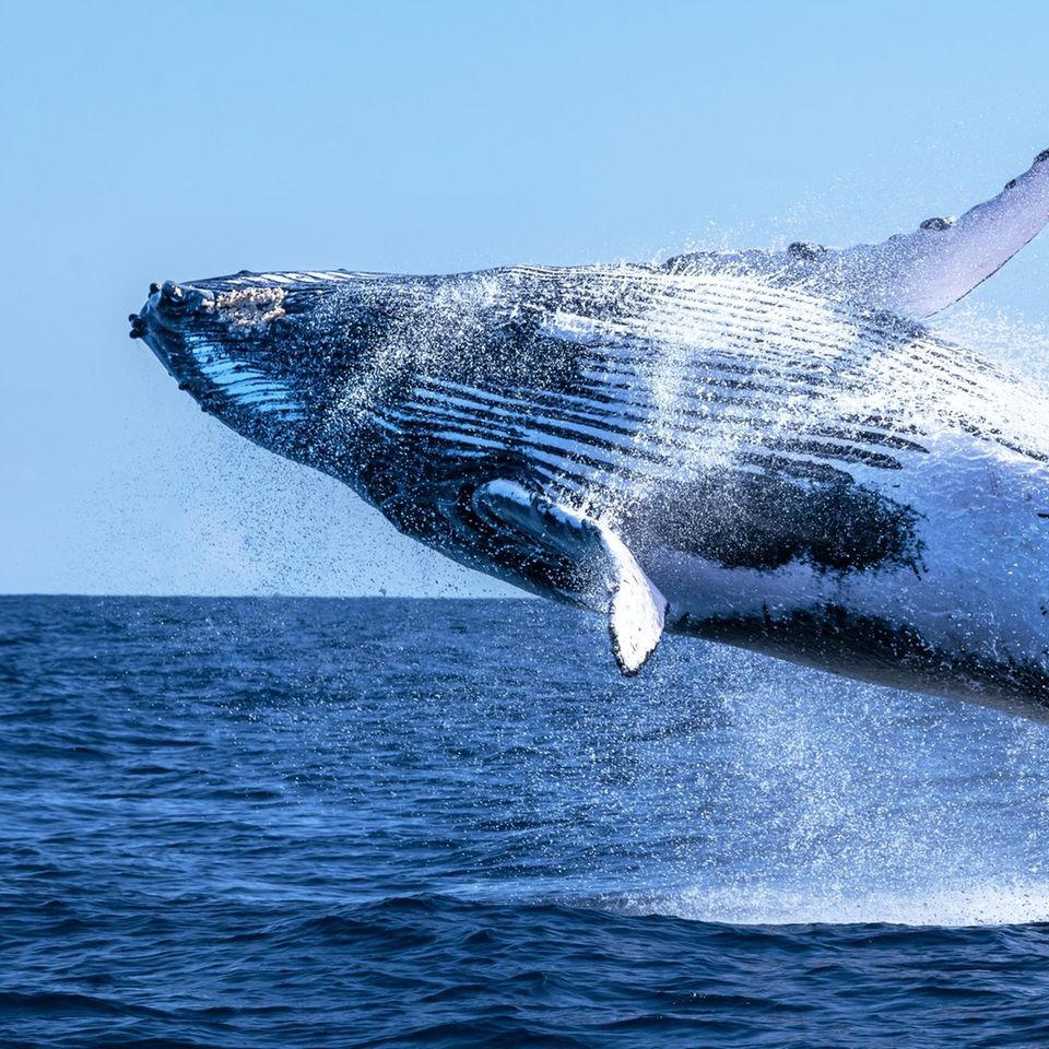 Buckelwal springt aus dem Meer