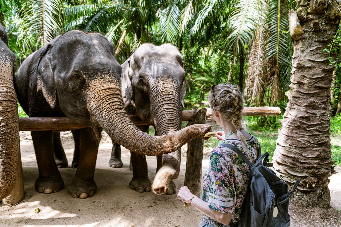 Frau füttert Elefanten im Elefantenpark in Krabi