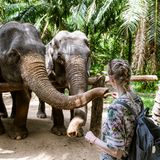 Frau füttert Elefanten im Elefantenpark in Krabi