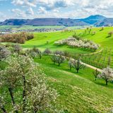 Landschaft mit blühenden Bäumen