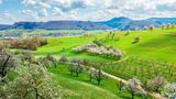 Landschaft mit blühenden Bäumen