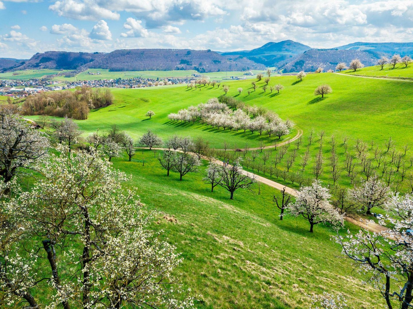 Landschaft mit blühenden Bäumen