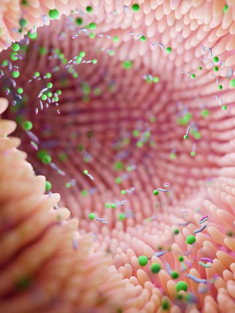 Illustration des Darminneren. Microvilli in der Darmwand nehmen Nährstoffe auf und bieten Lebensraum für Billionen von Bakterien, die wiederum die Verdauung unterstützen und unsere Gesundheit beeinflussen