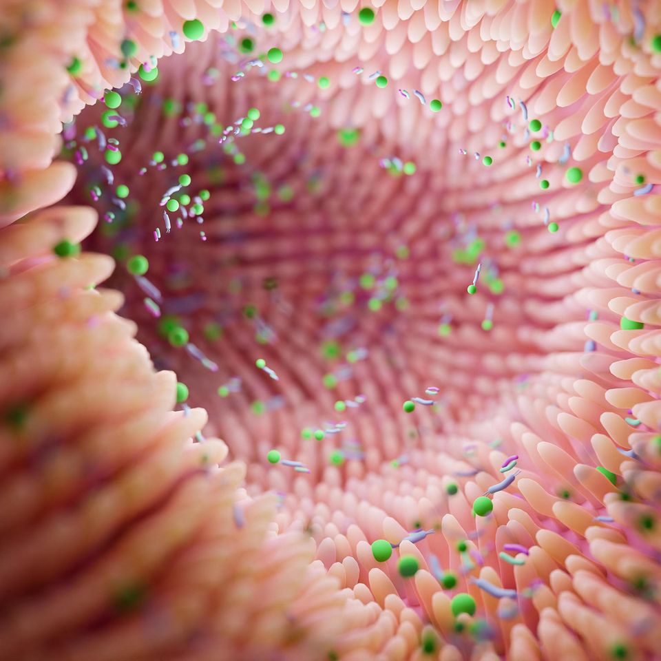 Illustration des Darminneren. Microvilli in der Darmwand nehmen Nährstoffe auf und bieten Lebensraum für Billionen von Bakterien, die wiederum die Verdauung unterstützen und unsere Gesundheit beeinflussen