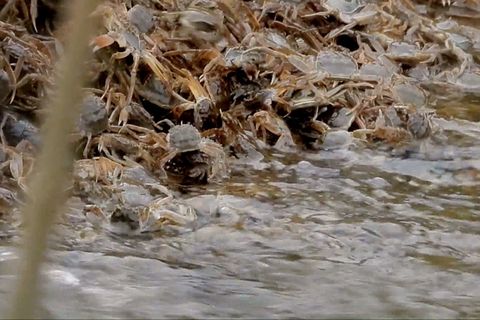 Geesthacht: Naturphänomen an der Elbe: Zehntausende Krabben auf ihrer Wanderung
