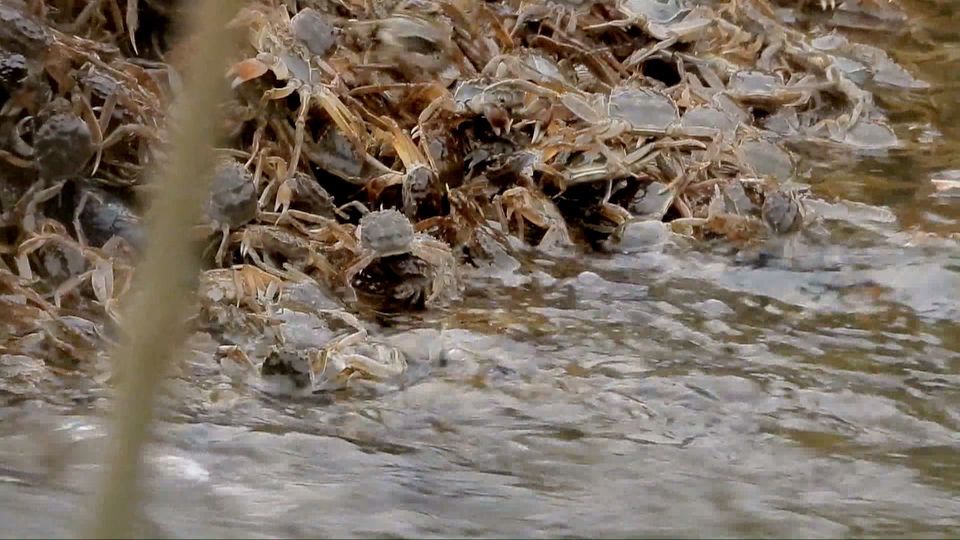 Geesthacht: Naturphänomen an der Elbe: Zehntausende Krabben auf ihrer Wanderung