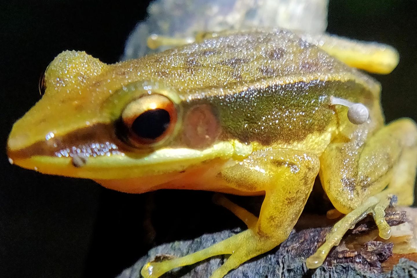 Was wächst aus diesem Frosch? Ein weißer Pilz-Fruchkörper wächst aus dem Körper eines goldgelben Frosches