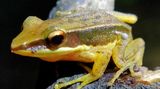 Ein weißer Pilz-Fruchkörper wächst aus dem Körper eines goldgelben Frosches