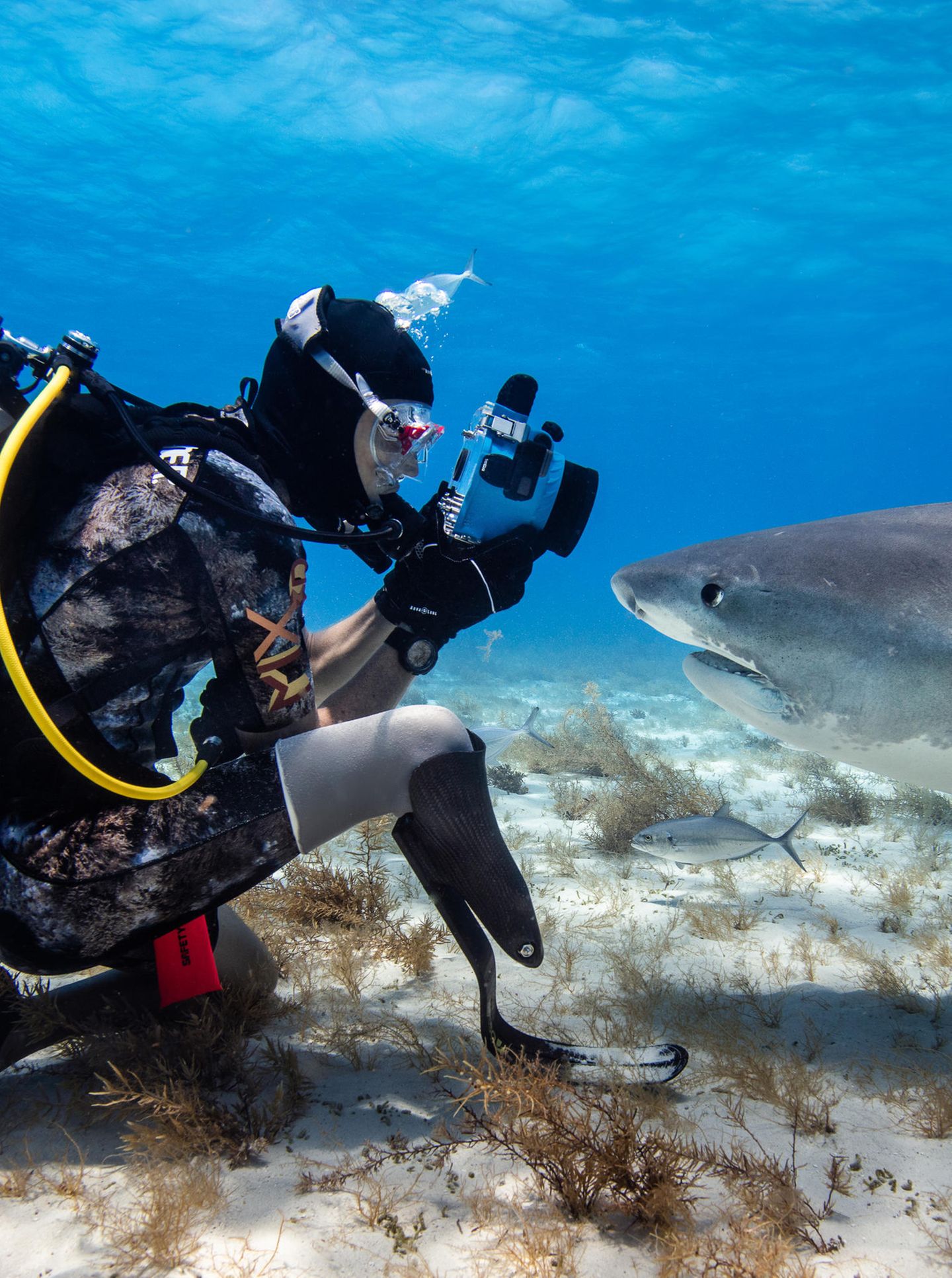 Fotograf Mike Coots mit Tigerhai