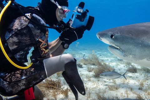 Fotograf Mike Coots mit Tigerhai