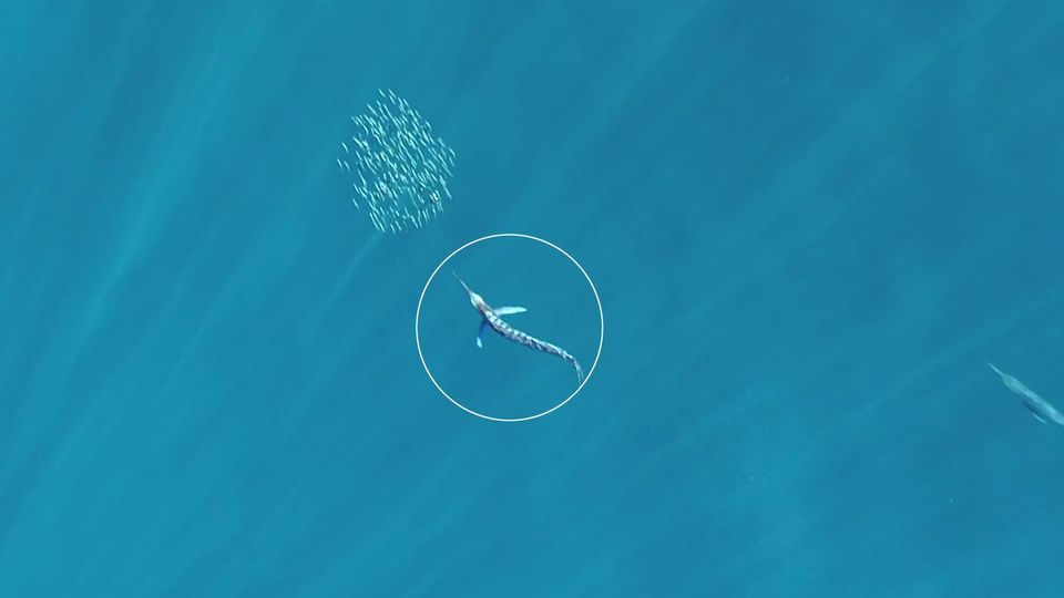 Gestreifter Marlin: Erstaunliches Jagdverhalten: Warum der Speerfisch leuchtet, bevor er angreift Gestreifter Marlin: Erstaunliches Jagdverhalten: Warum der Speerfisch leuchtet, bevor er angreift