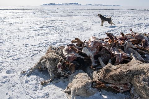 Ein Hund bellt in der Nähe von Kadavern von Schafen und Ziegen