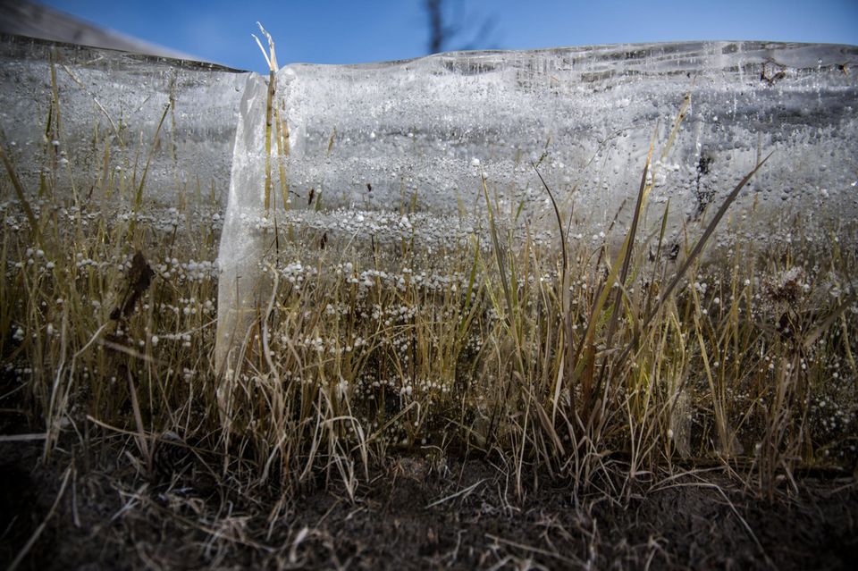 Gras unter einer Eisdecke Gras unter einer Eisdecke