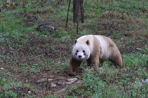 Panda mit brauner Färbung