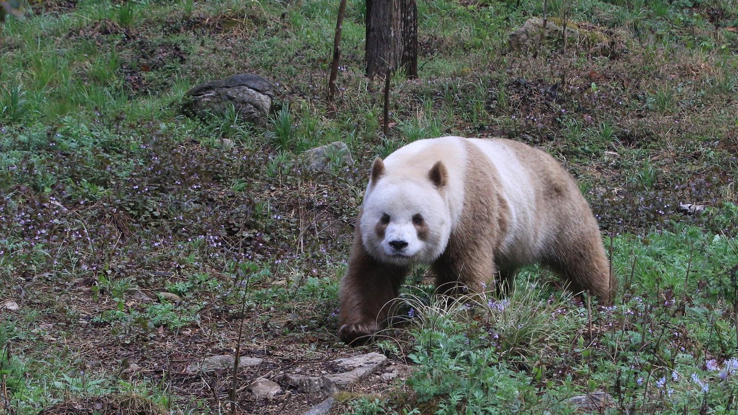 Panda mit brauner Färbung