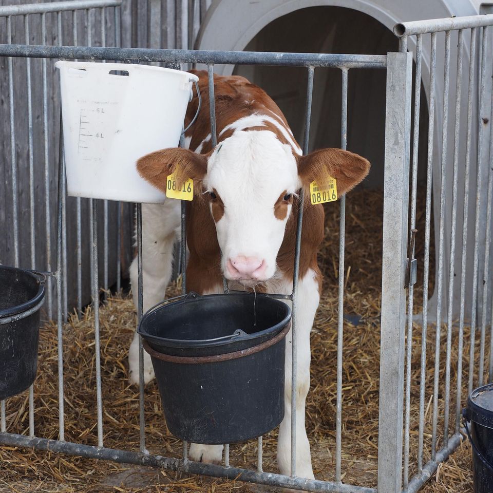 Kalb hinter Gitter mit Eimer