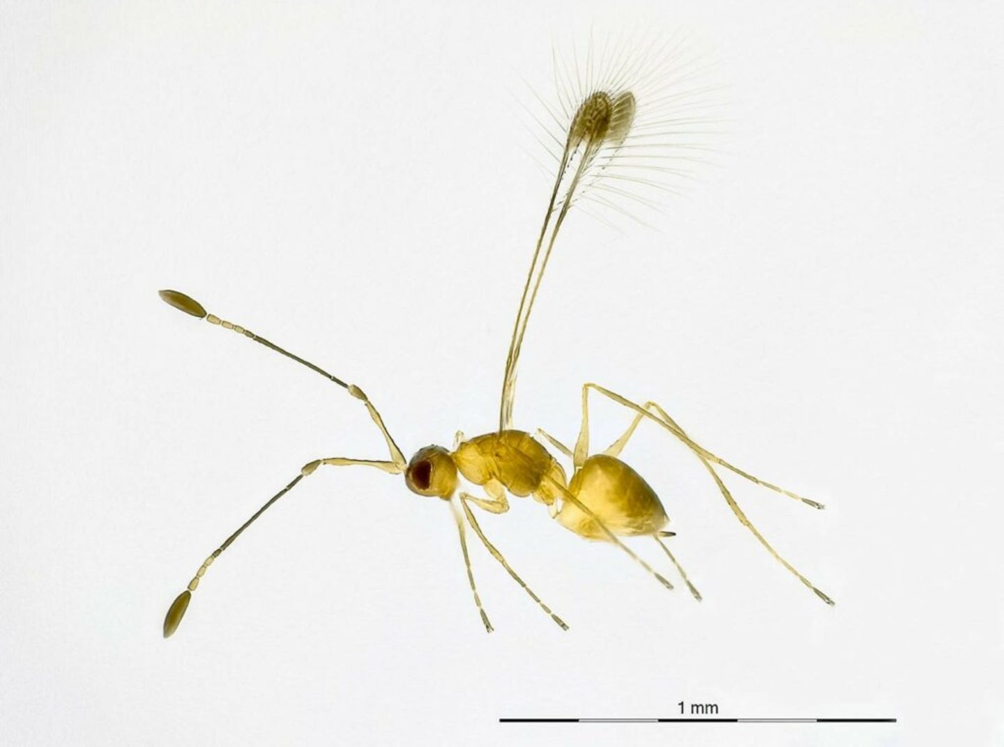 Winzige parasitoide Wespe der Familie Mymaridae