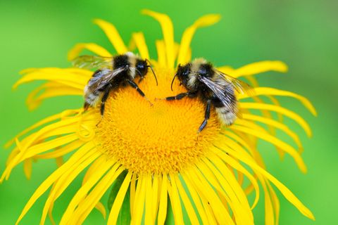 Die Fähigkeit, von Artgenossen zu lernen, sich deren Verhalten abzuschauen, zeugt von kognitiver Raffinesse. Nun haben Forschende entdeckt: Auch einige Insekten sind dazu in der Lage 