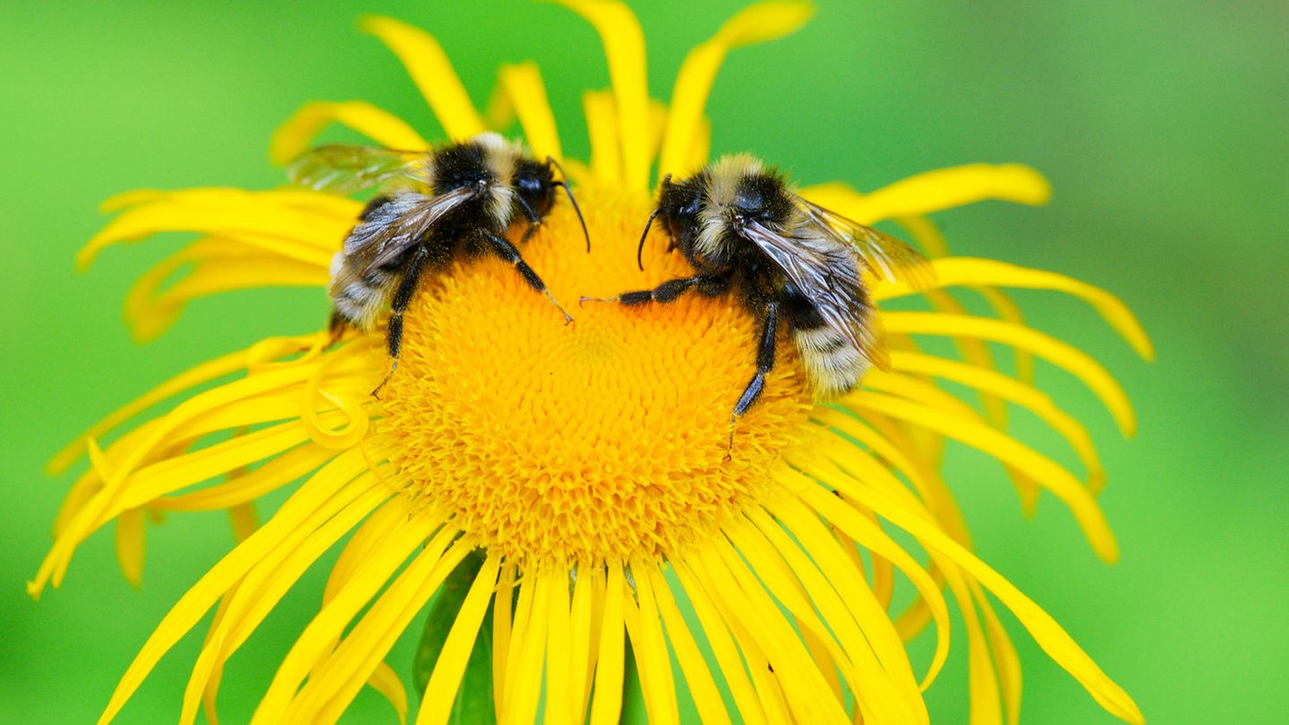 Die Fähigkeit, von Artgenossen zu lernen, sich deren Verhalten abzuschauen, zeugt von kognitiver Raffinesse. Nun haben Forschende entdeckt: Auch einige Insekten sind dazu in der Lage 