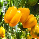 Gelbe Paprika im Garten