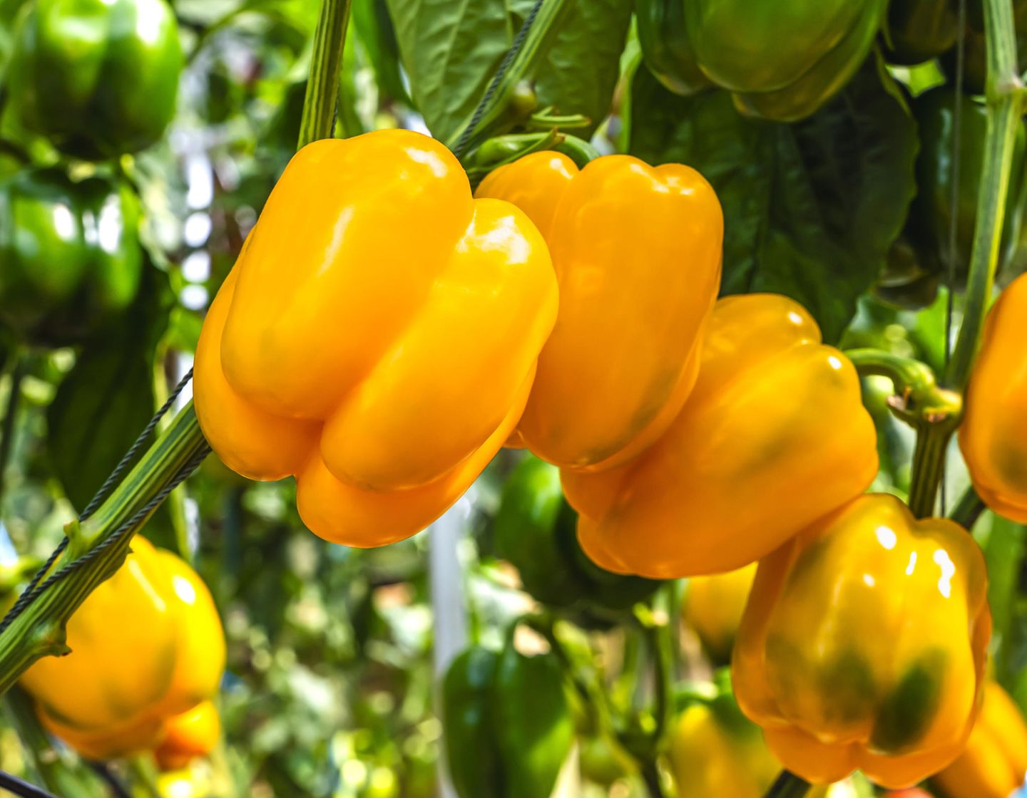 Paprikapflanzen mögen es warm Gelbe Paprika im Garten