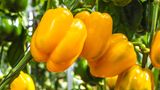 Gelbe Paprika im Garten