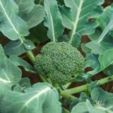 Brokkoli vorziehen und gut schützen