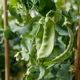 Zuckererbsen direkt ins Beet säen