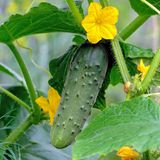 Gurken haben es nicht eilig