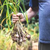 Frühjahrsknoblauch wird im Spätsommer reif