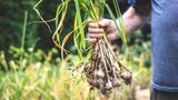 Frühjahrsknoblauch wird im Spätsommer reif