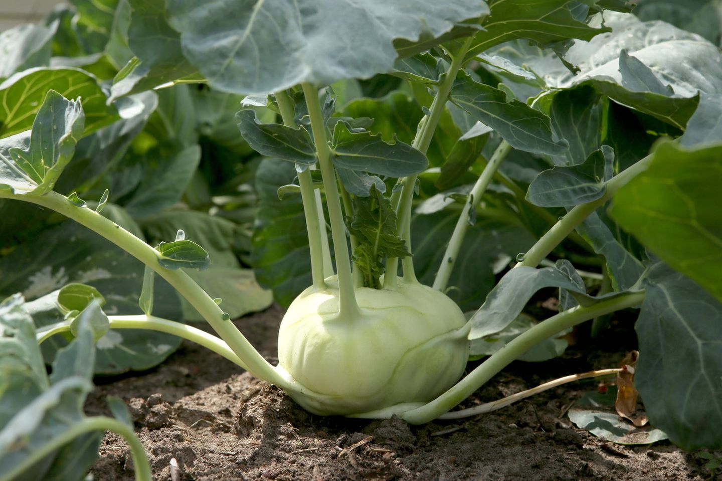 Kohlrabi will schon ab April ins Freiland Kohlrabi will schon ab April ins Freiland