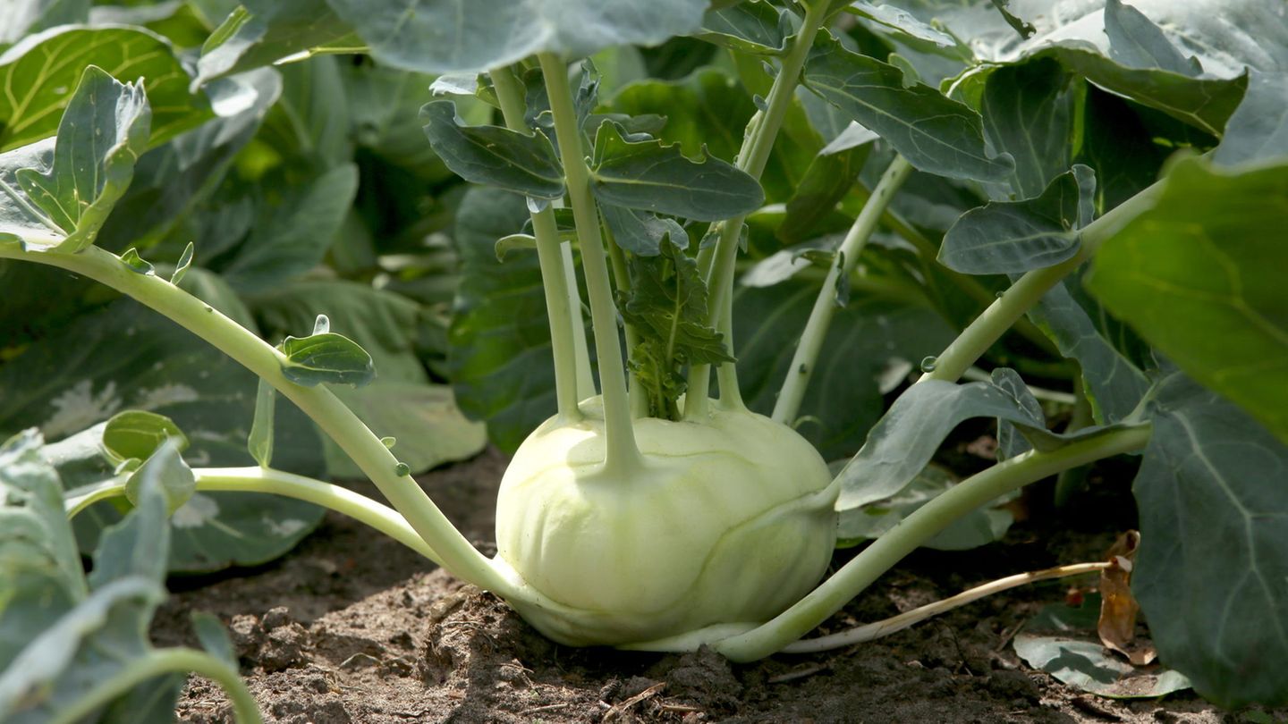 Kohlrabi will schon ab April ins Freiland Kohlrabi will schon ab April ins Freiland