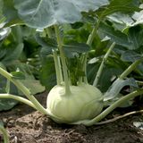 Kohlrabi will schon ab April ins Freiland